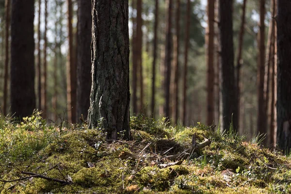 Pine Forest Naaldbomen Naaldbossen Zon — Stockfoto