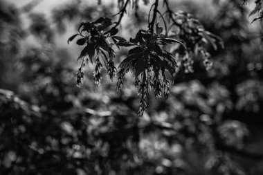 İlkbahar - Ağaçların dallarında çiçek açan genç doğa