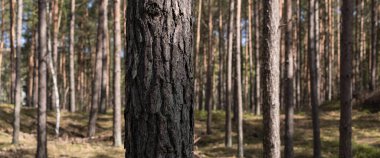 Çam Ormanı - Kozalaklı ağaçlar ve gün ışığında kılıflı ormanlar