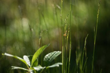GREEN FOREST - Güneşli bir açıklıkta çalılıklarda otlar