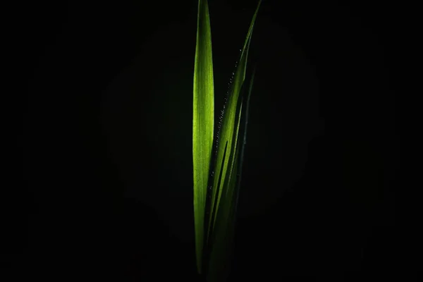 Grass Green Plant Painted Sunlight — Stock Photo, Image
