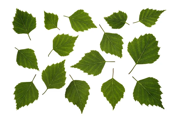 Birch Gröna Vår Och Sommarblad — Stockfoto