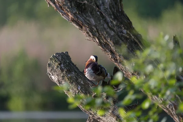 Mandarin Duck Wildvogel Ruht Auf Einem Baum — Stockfoto