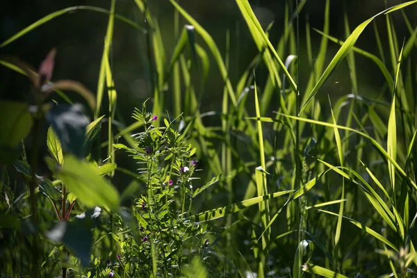 Green Forest Трава Квіти Підрості Сонячному Розчищенні — стокове фото