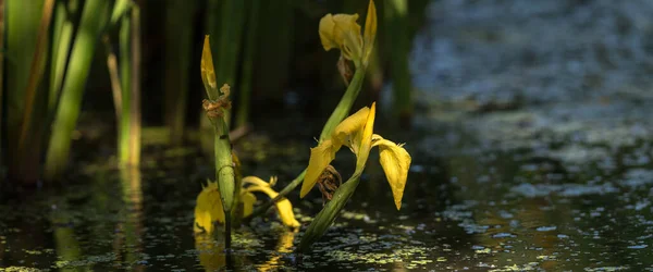 Iris Tanaman Kuning Mekar Lahan Basah — Stok Foto