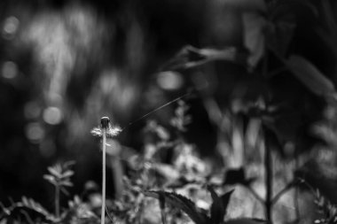 COMON DANDELION - Çayırlarda, çimlerde ve ormanlarda güneşli bahar