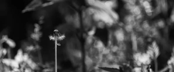 Dandelión Común Primavera Soleada Prados Céspedes Bosques —  Fotos de Stock