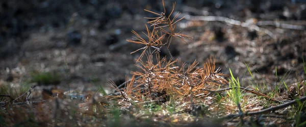 Forest Сухе Соснове Відділення Підлозі — стокове фото