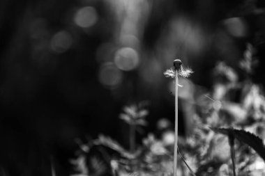 COMON DANDELION - Çayırlarda, çimlerde ve ormanlarda güneşli bahar