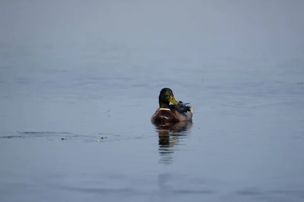 DUCK - Wild bird swims on the pond