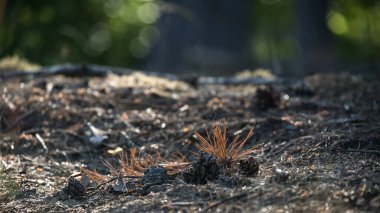 FREST - Underwood 'da kuru çam dalı