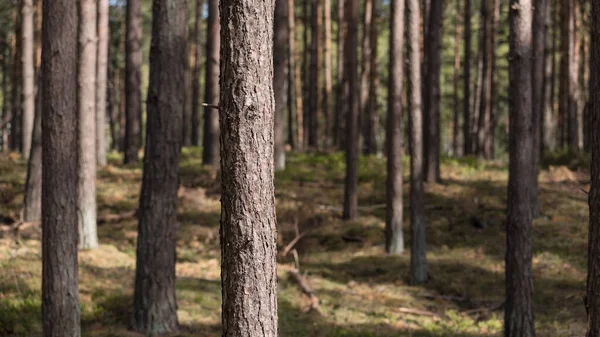 Pine Forest Conifers Sheathing Forest Sunshine — Stock Photo, Image