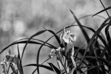 İRİS - Sulak alanlarda açan sarı bitki