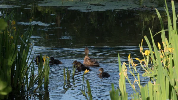 Duck Family Wildvögel Schwimmen Auf Dem Teich — Stockfoto