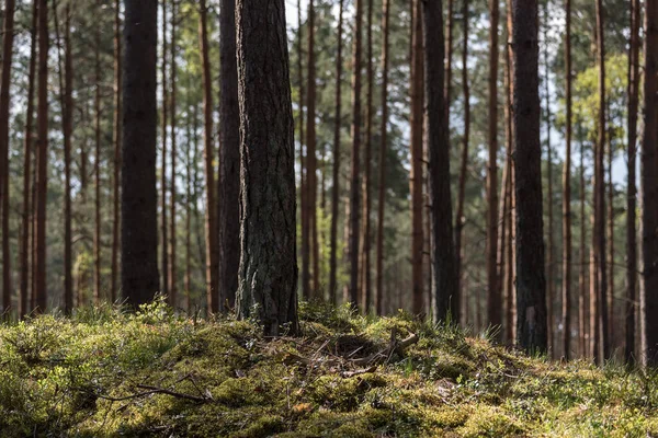 Pine Forest Naaldbomen Naaldbossen Zon — Stockfoto