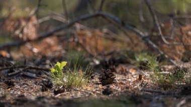 Forrest - Underwood 'da kuru çam kozalakları