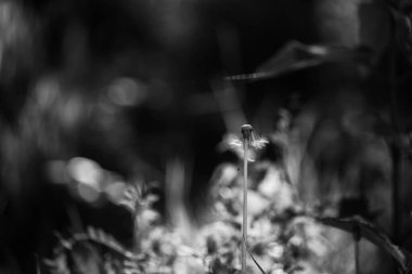 COMON DANDELION - Çayırlarda, çimlerde ve ormanlarda güneşli bahar