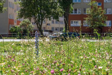 Şehir Çayırı - Çiçek yatağı ve ekolojik yabani yeşillik