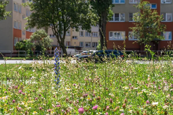 Şehir Çayırı - Çiçek yatağı ve ekolojik yabani yeşillik