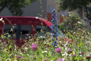 Şehir Çayırı - Çiçek yatağı ve ekolojik yabani yeşillik