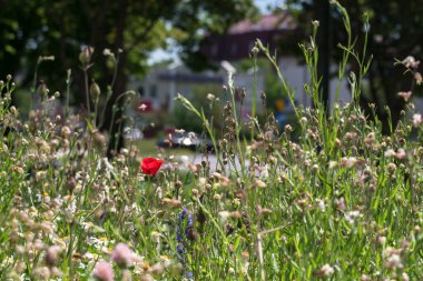 Şehir Çayırı - Çiçek yatağı ve ekolojik yabani yeşillik