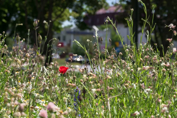 CITY MEADOW - Flower bed with ecological wild flowering greenery