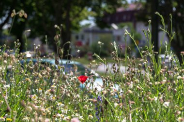 Şehir Çayırı - Çiçek yatağı ve ekolojik yabani yeşillik