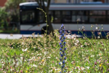 Şehir Çayırı - Çiçek yatağı ve ekolojik yabani yeşillik