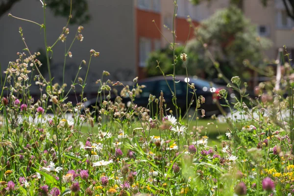 CITY MEADOW - Flower bed with ecological wild flowering greenery