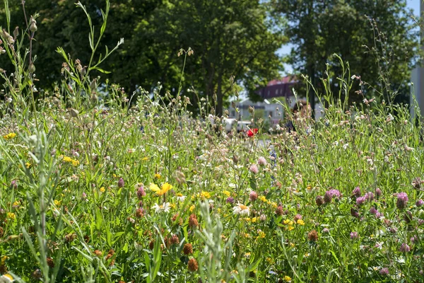 CITY MEADOW - Flower bed with ecological wild flowering greenery