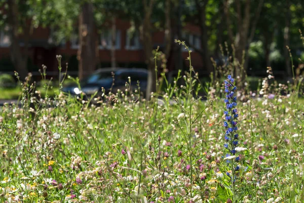 City Meadow Aiuola Con Vegetazione Ecologica Selvatica Fiorita — Foto Stock