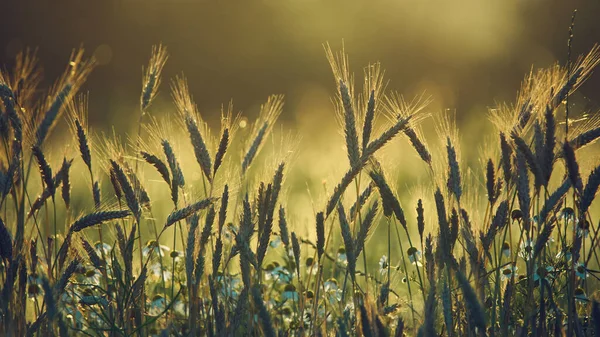 AGRICULTURE - Cereals on the farmland before harvest