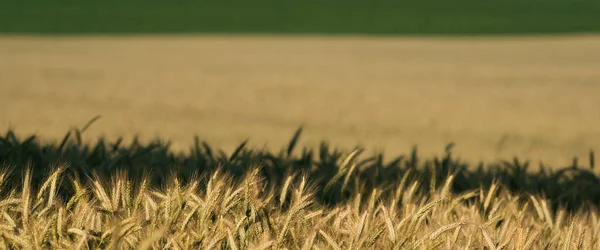 Jordbruk Spannmål Jordbruksmarken Före Skörd — Stockfoto