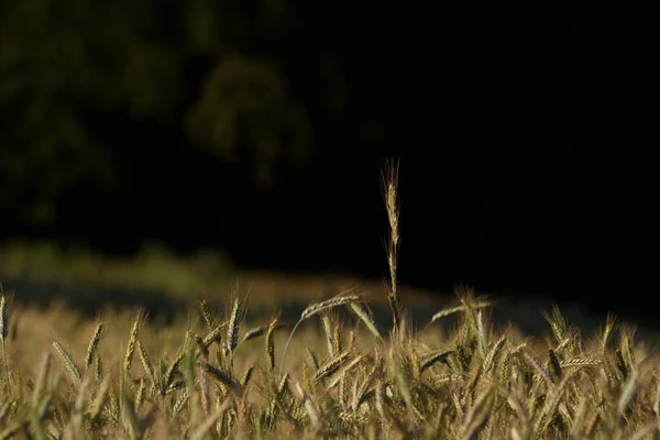 Jordbruk Spannmål Jordbruksmarken Före Skörd — Stockfoto