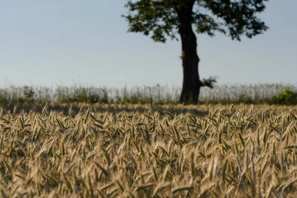 Jordbruk Spannmål Jordbruksmarken Före Skörd — Stockfoto