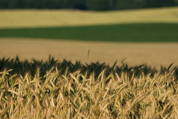 Agriculture Cereals Farmland Harvest — Stockfoto