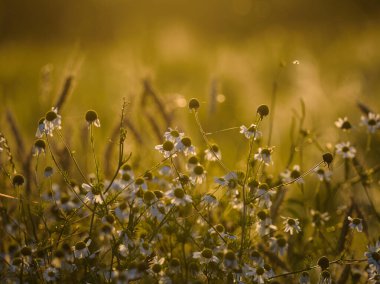 YAZ LANDSCAPE - Tarlada açan papatya çiçekleri