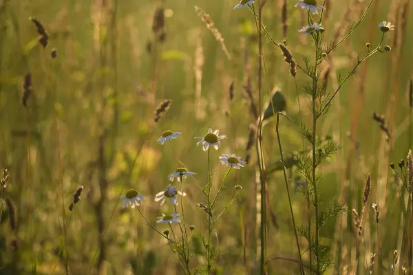 Summer Landscape Blooming Chamomile Flowers Field — Foto Stock