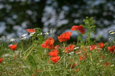 YAZ LANDSCAPE - Mavi gökyüzü ve ağaçların arka planında açan kırmızı gelincik