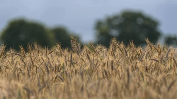 Tari Hçe Hasattan Önce Tarım Arazisinde Tahıllar — Stok fotoğraf