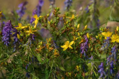 YAZ LANDSCAPE - Çayırda ve tarlada sarı kır çiçekleri