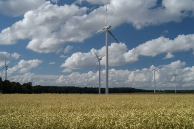 AGRICULTURE AND WIND FARM - Cereals on the farmland before harvest 