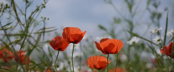 Paisaje Verano Flor Amapola Roja Sobre Fondo Del Cielo Azul — Foto de Stock