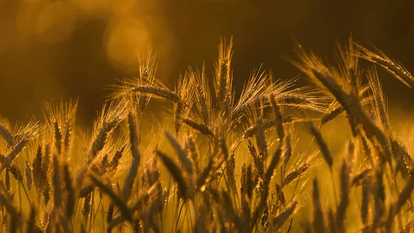 Agriculture Cereals Farmland Harvest — Stockfoto