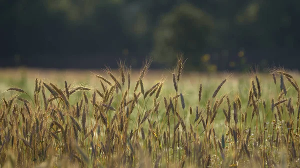 Jordbruk Spannmål Jordbruksmarken Före Skörd — Stockfoto