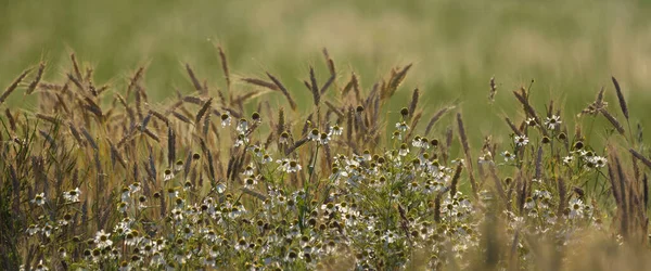 Agricultura Cereales Las Tierras Cultivo Antes Cosecha —  Fotos de Stock