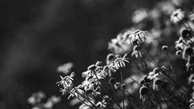 YAZ LANDSCAPE - Tarlada açan papatya çiçekleri