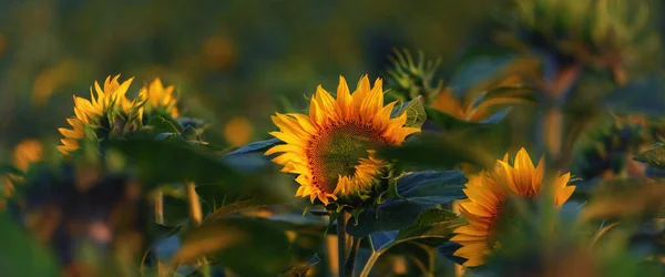 Sunflower Beautifully Flowering Plants Field — Foto de Stock
