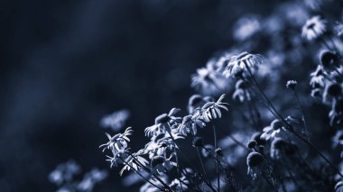 YAZ LANDSCAPE - Tarlada açan papatya çiçekleri