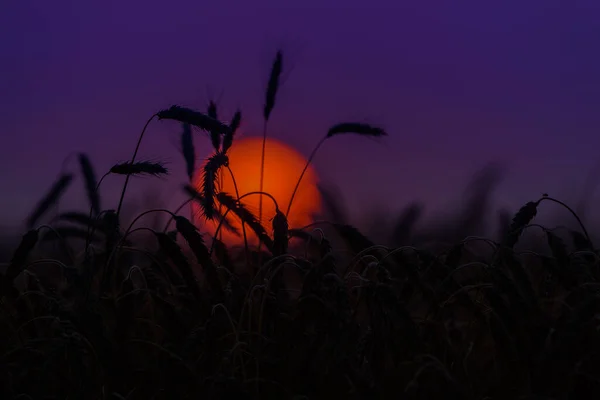 SUNSET - The sun falls asleep over grain field